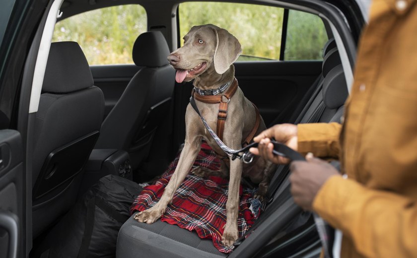 Você sabe transportar animais de estimação corretamente? Detran orienta condutores