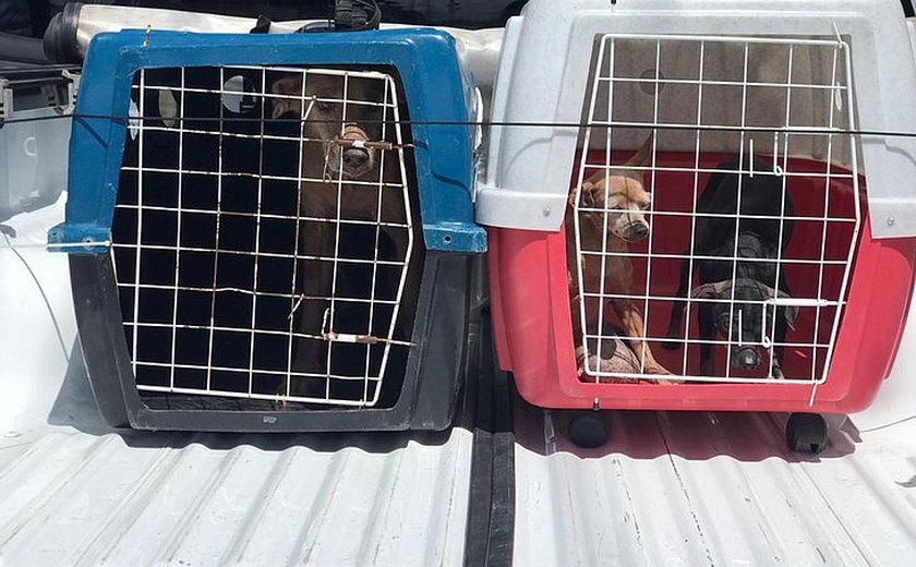 Operação resgata três cachorros abandonados em residência após dono morrer no HGE