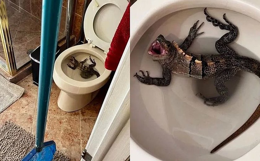 Homem é surpreendido por iguana dentro de vaso sanitário