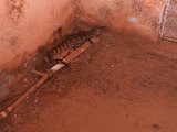 Jacaré de cerca de 1 metro é resgatado dentro de residência em Palmeira dos Índios
