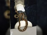 Dona de casa leva susto ao encontrar cobra em vaso sanitário, em Goiás