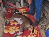Cachorro encontrado agonizando em União dos Palmares é socorrido e atendido por veterinário do município