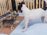 Dez animais ganham lar em Feira de Adoção do Shopping Pátio