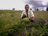 Auxílio safra é liberado para agricultores de sete municípios de Alagoas; veja