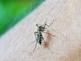 Brasil ultrapassa meio milhão de casos prováveis de dengue