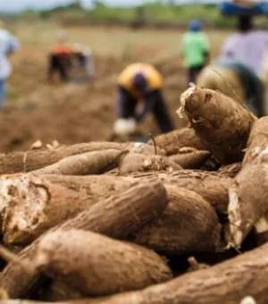 Alagoas atingiu recorde no valor da produção agrícola em 2020, aponta pesquisa