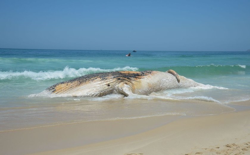 Projeto da Petrobras encontra mais de 30 mil animais mortos no litoral brasileiro