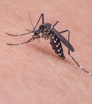 Alagoas é um dos Estados com maior incidência de dengue e zika