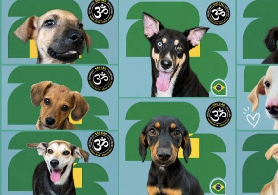 Álbum de figurinhas com cães resgatados incentiva adoções em Maceió