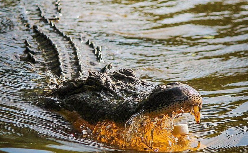 Mergulhador australiano conta como tirou sua cabeça da boca de um crocodilo