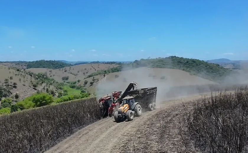Usina em Alagoas incorpora máquinas indianas para driblar crise de mão de obra no corte da cana