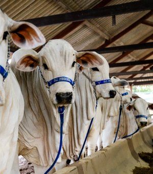 71ª Expoagro/AL começa neste sábado e promete ser maior em negócios