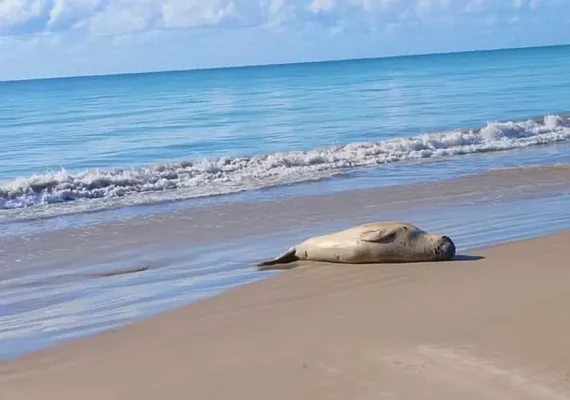 Deputado Leonam aciona a Polícia Federal e cobra punição rigorosa pela morte de elefante-marinho em Alagoas