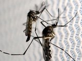 AL fecha 2021 com 2ª maior taxa de sorologia positiva para dengue no NE e 8ª no Brasil