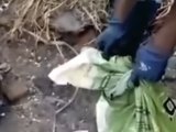 Garis salvam cachorro abandonado dentro de saco de lixo em Maceió