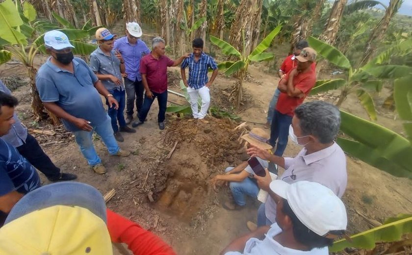 Secretaria de Agricultura de Branquinha trabalha no fortalecimento do cultivo e produção da banana