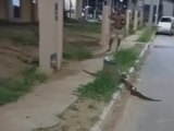 Jiboia é flagrada em conjunto residencial de Rio Largo