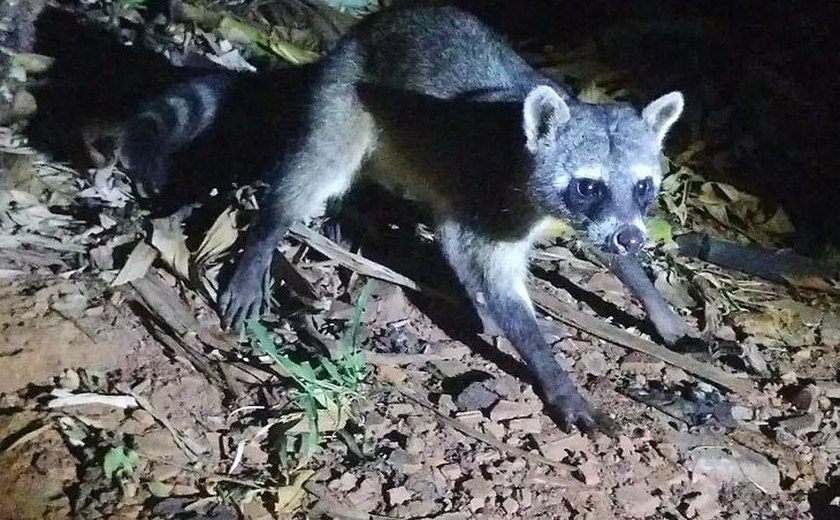 Palmeira dos Índios: Raridade na região, animal é flagrado em tribo indígena