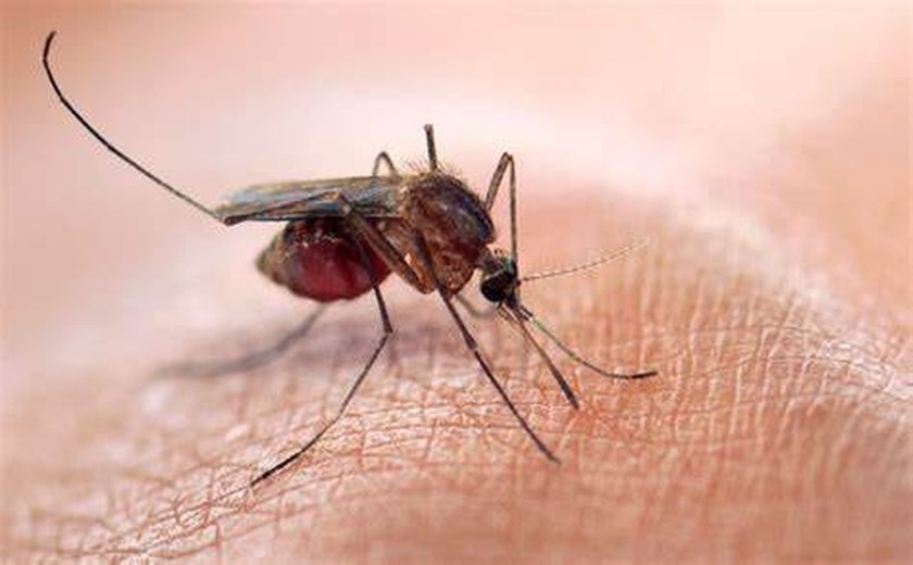 Vacina contra Zika passará por fase de testes em 2024