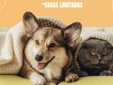 União Pet abre cadastro para castração gratuita de cães e gatos no bairro da Vaquejada