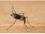 Brasil pode bater recorde e ter 4,2 milhões de casos de dengue em 2024