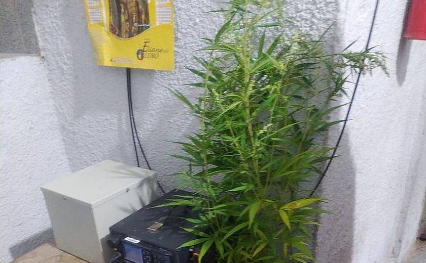 Em União dos Palmares, alvo de operação é flagrado cultivando pé de maconha em casa