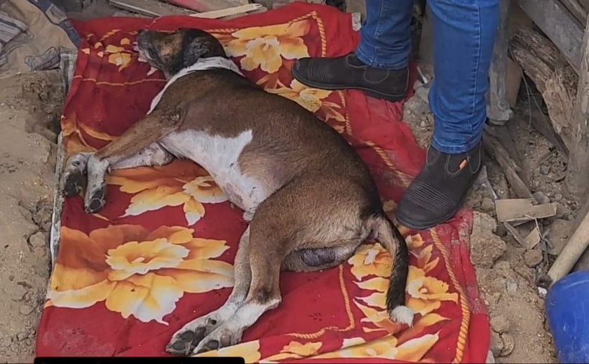 Cachorro encontrado agonizando em União dos Palmares é socorrido e atendido por veterinário do município