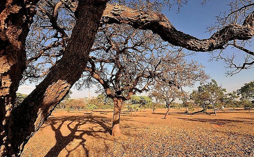 Primavera deve trazer temperaturas de até 38 graus e tempo seco em regiões de Alagoas