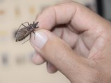 Sesau orienta como se prevenir, diagnosticar e tratar a doença de Chagas