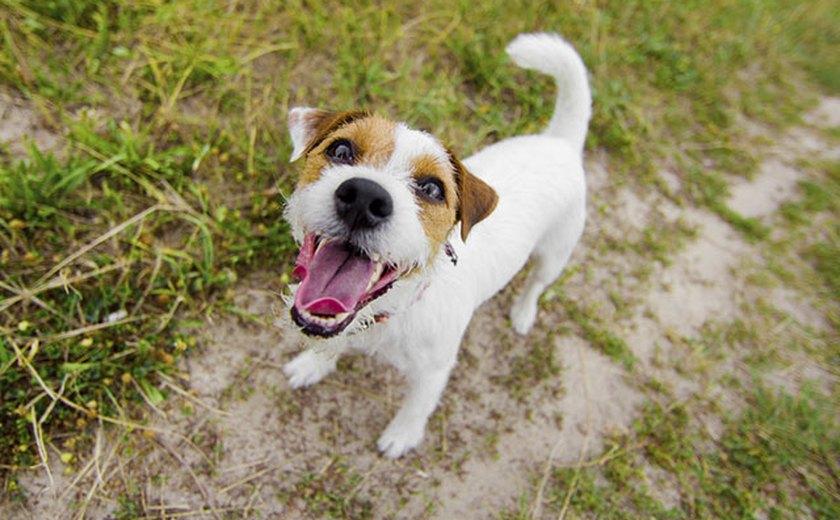 Ação contra moradora por latido de cachorros teve apoio unânime de condomínio