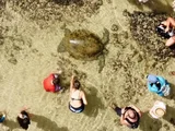 Tartaruga fica presa em piscina natural na Praia da Ponta Verde, em Maceió