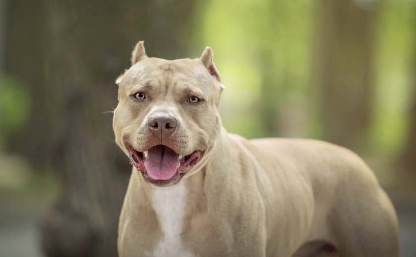 Pitbull tem surto, ataca duas mulheres e é encontrado morto em Maceió