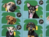 Álbum de figurinhas com cães resgatados incentiva adoções em Maceió