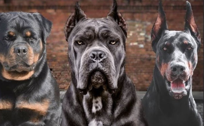 Regulamentação da Posse de Cães Considerados Agressivos é Debateda em Alagoas