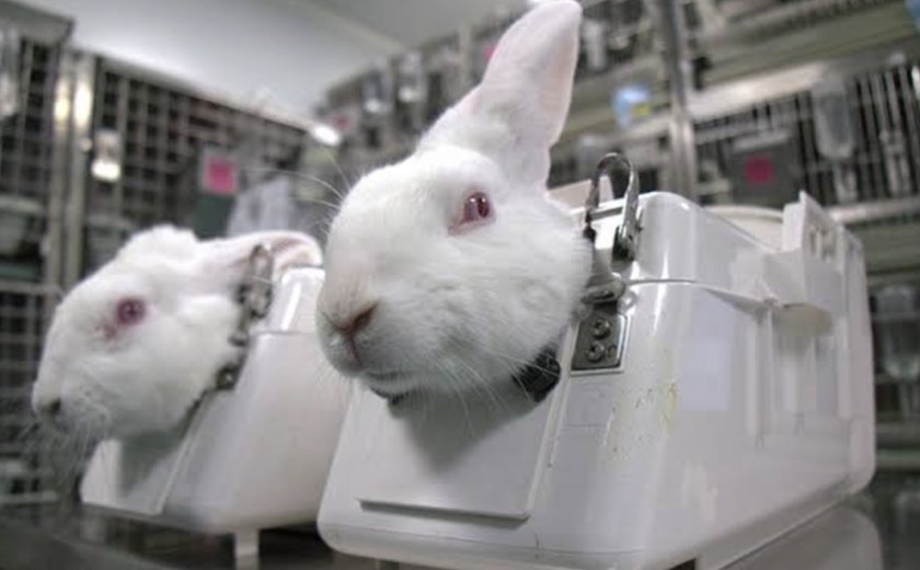 Presidente Lula sanciona lei que proíbe testes em animais para cosméticos e produtos de higiene