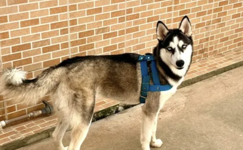 Morte de Husky Siberiano em Maceió acende alerta sobre os riscos dos fogos com estampido