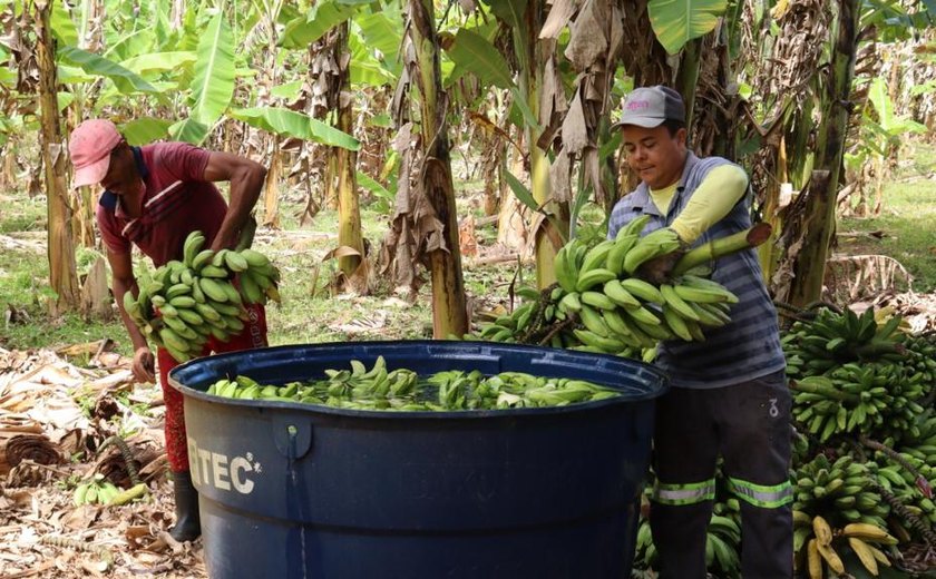 O dia a dia dos produtores de banana do Vale da Pelada em União dos Palmares