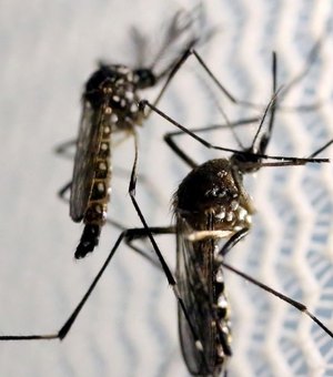 AL fecha 2021 com 2ª maior taxa de sorologia positiva para dengue no NE e 8ª no Brasil