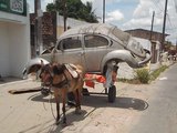 Carroceiro é preso por maus-tratos em Santa Amélia