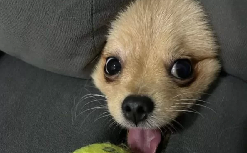 Foto de cão brasiliense ganha concurso de imagens hilárias de pets