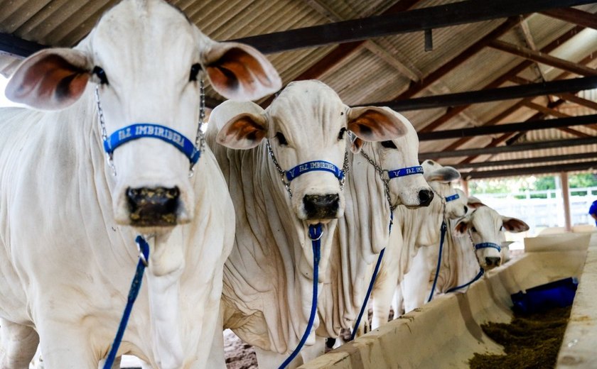 71ª Expoagro/AL começa neste sábado e promete ser maior em negócios