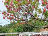 Chuvas intensas continuam causando transtornos em Alagoas; Defesa Civil monitora áreas afetadas