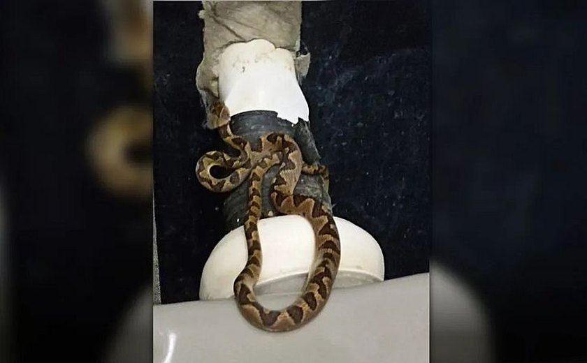 Dona de casa leva susto ao encontrar cobra em vaso sanitário, em Goiás