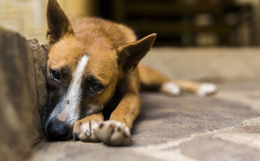 Brasil tem 30 milhões de animais abandonados, segundo a OMS