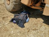 Funcionário de fazenda morre após ser atingido por máquina