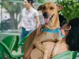 Governo sanciona lei que proíbe tatuagens e piercings com fins estéticos em cães e gatos