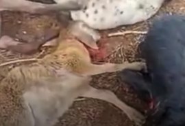 Chupa cabra? Ataques misteriosos matam mais de 100 ovelhas no Agreste de Alagoas