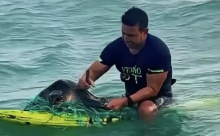 Surfista resgata tartaruga presa em rede de pesca em praia de Maceió