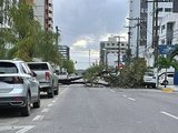 Trecho da antiga Avenida Jatiúca, em Maceió, é bloqueado por queda de árvore