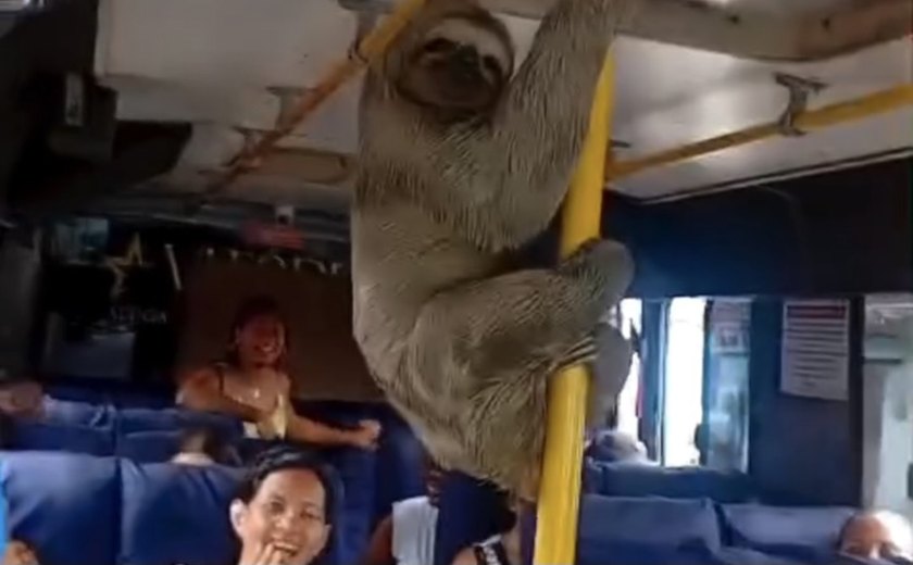 Bicho-preguiça 'pega carona' em ônibus e surpreende passageiros em Maceió